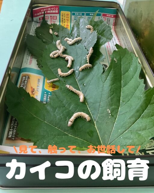 5月末頃から、小菅ヶ谷幼稚園ではカイコの飼育に取り組んでいます。

〈なぜカイコを飼育するの？そのねらいは…〉
•「よく食べる」「脱皮した」「糸を吐き始めた」といった変化に気づき、興味・関心を持つ
• 桑の葉を毎日与え、様子を観察するなど、継続的な世話を通じて責任感や思いやりの気持ちを育むこと
•そうした経験を通して、命を大切にする心を育むこと

各クラスでお世話をしています。フンを取り除き、新しい桑の葉を入れてあげる——そんな毎日の積み重ねです。 意外にも、大人より子どもの方が躊躇なくカイコに触れる姿が見られます😳 先生たちも頑張りましょう（虫が嫌いな私も含めて）💪

子どもたちが一生懸命お世話をするうちに、カイコはみるみる大きくなり、やがて繭を作りました🤍 繭の中を開けてみると、茶色いサナギが現れ、子どもたちは興味津々な様子でのぞき込んでいました👀✨

〈年少組でのできごと 〉
お世話をする過程で、力加減が分からずぎゅっとつまんでしまい、サナギを潰してしまうことがありました。すると子どもが「先生、触ってみたら、何かがピュって出たよ」と教えてくれたそうです😂 子どもらしい表現がなんとも可愛らしいですね。担任は「ちょっと、強かったかな」と優しく声をかけていました。カイコにとっては気の毒なことですが、教材として関わらせていただいている以上、こうした事も避けられないものです。子どもたちが、その出来事から命の重さや扱い方について何かを感じ取ってくれていたなら幸いです🙏

その年少組では、一生懸命お世話をしたカイコの観察画を描くことになりました🎨 題材に選ばれたのは、幼虫でも成虫でもなく——「サナギ」。担任の着眼点がなんとも面白いところです😄 振り返ってみれば、子どもたちが一番惹きつけられていたのも、まさにこのサナギの姿だったかと思います。良い選択だったのではないでしょうか👏

〈そして、いよいよ成虫に 〉
カイコは、人の手によって長い年月をかけて家畜化されてきた生き物です。そのため成虫になっても、飛ぶことができません。

カイコさん、子どもたちに貴重な経験をさせてくれてありがとう☺️