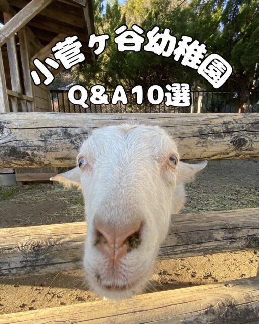 他にも知りたい事がありましたら、DMやコメント欄で教えて下さいね🤗

#幼稚園 #預かり #少人数 #保護者会 #育児