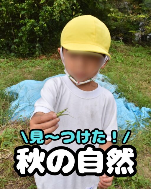 🍂🌿 子どもたちが感じる秋の自然 🐛🍁

最近、子どもたちは身近な自然に触れながら、秋を体いっぱいに感じています😊✨
今回は、そんな子どもたちの様子をご紹介します！

1枚目　バッタを見つけたよ！

2枚目　畑で虫探し

3枚目　里芋の大きな葉っぱ！
トトロみたいですね。みんな可愛い😍

4枚目　上：たくさんのどんぐりを見つけました！　下：ナナフシを発見！

5枚目　畑で見つけたカマキリとバッタ。
タオル掛けの上を歩かせてみたり、カマキリにバッタを差し出して食べるかどうか試してみたり……。

6枚目　どんぐり笛作り！
どんぐりの下の部分をコンクリートに擦り付けて削り、中身が見えてきたら千枚通しで中身をほじります。
完成すると、とても澄んだ音が響きます🎶自分で作った笛から音が出ると、うれしいですね😊

🍁 自然の中には、たくさんの学びがあります 🍂

子どもたちは、身近な自然や園の環境を通して、秋を感じているように思います。
虫を見つけて興味を持ったり、初めての発見に驚いたり、どうなるのか試してみたり……。同じ自然に触れていても、興味を持つものや気づくことは一人ひとり違います🌱

そして、発見したことを友だちに伝えたり、一緒に観察したりする中で、友だち同士の関わりも増えてきています🤝💕

自然との出会いが、子どもたちの「知りたい！」「やってみたい！」という気持ちにつながっています。

冬が来る前の、ちょっと楽しいこの季節🍂

子どもたちと一緒に、秋ならではの発見や遊びを存分に味わっていきたいと思います😊🌰

#幼稚園 #秋の自然 #自然遊び #子ども #秋