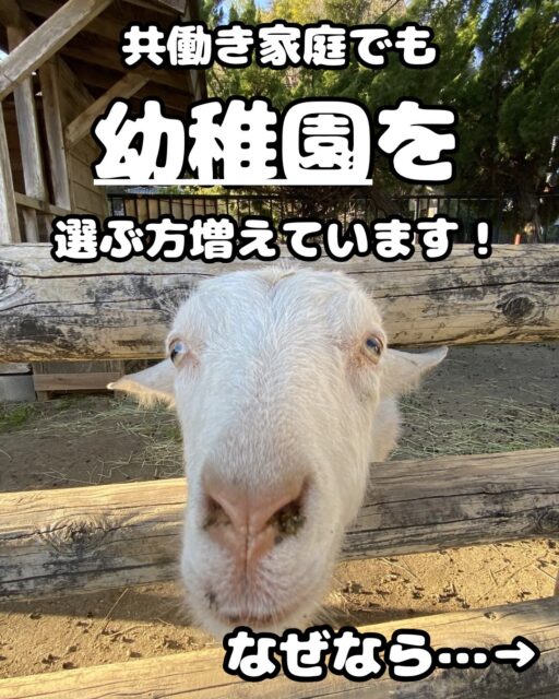 昔に比べると、預かり時間や料金の面で、幼稚園と保育所の違いが少なくなってきましたよね😊

共働き家庭の増加に伴い、利用できる行政の制度も充実してきており、以前よりも園選びの選択肢が広がっているように感じます。

では、幼稚園・保育所・こども園には、どのような違いがあるのでしょうか？

少し専門的なお話になりますが、それぞれ管轄する省庁や、教育・保育の基準となるものが異なり、制度上の目的にも違いがあります。

🌷 保育所
こども家庭庁が所管し、「保育所保育指針」をもとに保育を行います。保護者の就労などにより、家庭で保育ができない子どもを預かり、保育することが大きな役割です。

🌷 幼稚園
文部科学省が所管し、「幼稚園教育要領」をもとに教育を行います。幼児期にふさわしい環境の中で、遊びや生活を通して子どもたちの成長を支えることを目的としています。

🌷 こども園
こども家庭庁(文部科学省とも連携)が所管し、「幼保連携型認定こども園教育・保育要領」をもとに、教育と保育の両方の機能を持っています。認定区分によって制度上の位置づけが異なり、1号認定は主に教育を、2・3号認定は保育を必要とする子どもへの教育・保育を担います。

ただし、これはあくまでも制度上のお話です。

保育所だから教育的なことを考えていない、幼稚園だから教育だけに力を入れている、というわけではありません。

実際には、教育的なカリキュラムを大切にしている保育所もたくさんありますし、幼稚園やこども園も含め、それぞれの園に特色があります。

また、園によって次のような違いもあります。

・何歳から入園できるのか
・保育料以外にどのような費用がかかるのか
・平日以外も預かり保育を利用できるのか
・給食なのか、お弁当なのか
・保護者が参加する行事や役割はどのくらいあるのか

こうした点も、園選びの際に確認しておきたいポイントですね😊

では、さまざまな選択肢がある中で、いったいどの園を選べばよいのでしょうか？

そこで、ぜひおすすめしたいのが 「園見学に行ってみること」 です！🌱

実際に園へ足を運び、先生と話をしたり、子どもたちが遊んでいる様子を見たり、園の雰囲気を肌で感じたりしてみてください。

ホームページやパンフレットだけではわからない、その園ならではの魅力や特徴が見えてくるかもしれません。

そして、もうひとつ大切なのは、保護者の方が「ここなら安心して子どもを預けられそう」「この園の考え方に共感できる」と感じられるかどうか、お子さまが「この園が好き！」「この園に行きたい！」と思えるかどうかです。

ぜひいくつかの園を見学して、ご家庭の考え方・ライフスタイルやお子さまに合った園を探してみてくださいね😊

小菅ヶ谷幼稚園では、お電話にて園見学の受付をさせて頂いています。ご興味がありましたら、お問い合わせください。tel 045-892-7117

#幼稚園 #保育園 #預かり保育 #横浜市 #横浜市型預かり保育